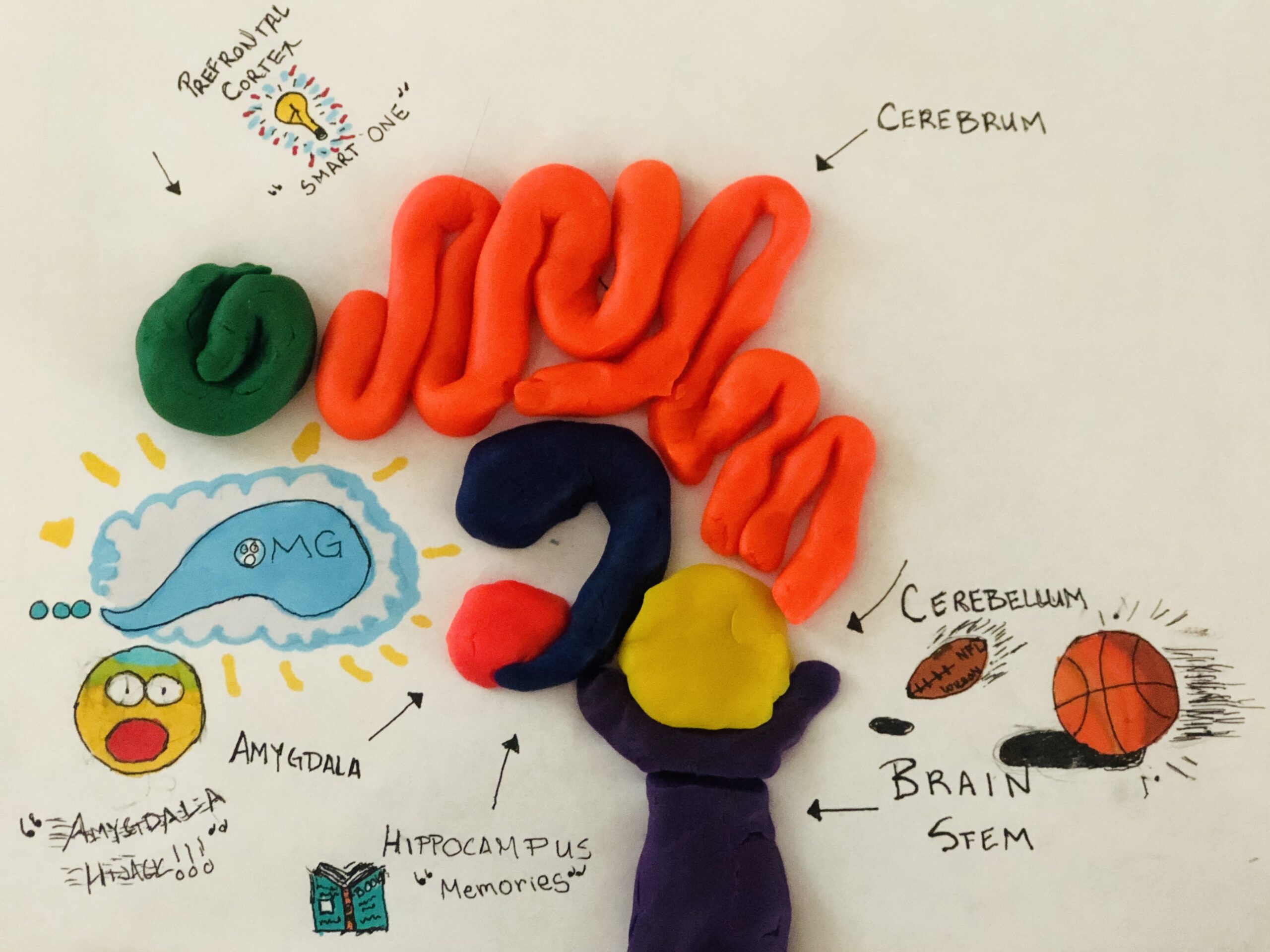 Playdoh Brain Activity