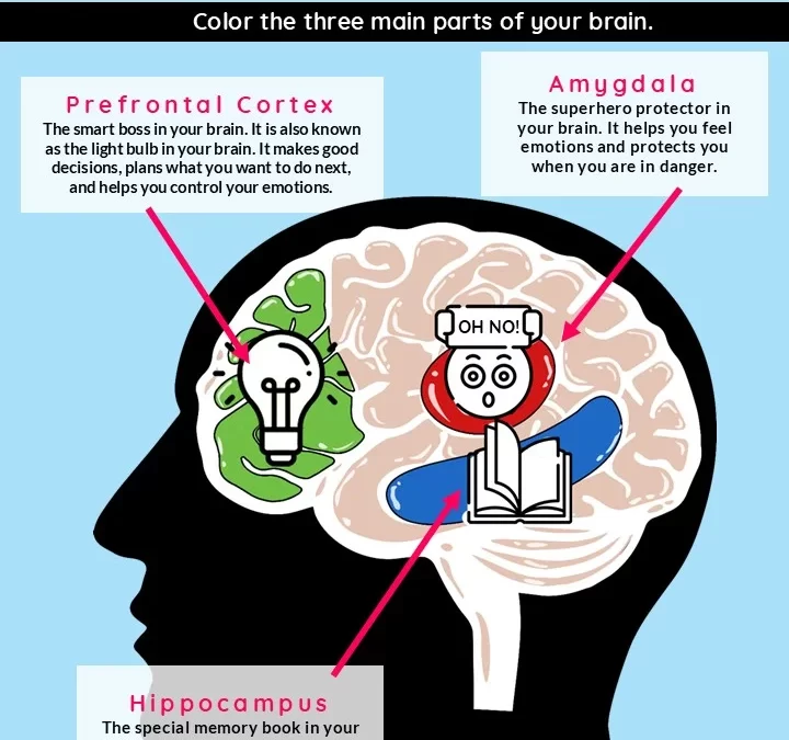Why Your Brain Remembers and Reacts: A Guide to the Hippocampus and Amygdala